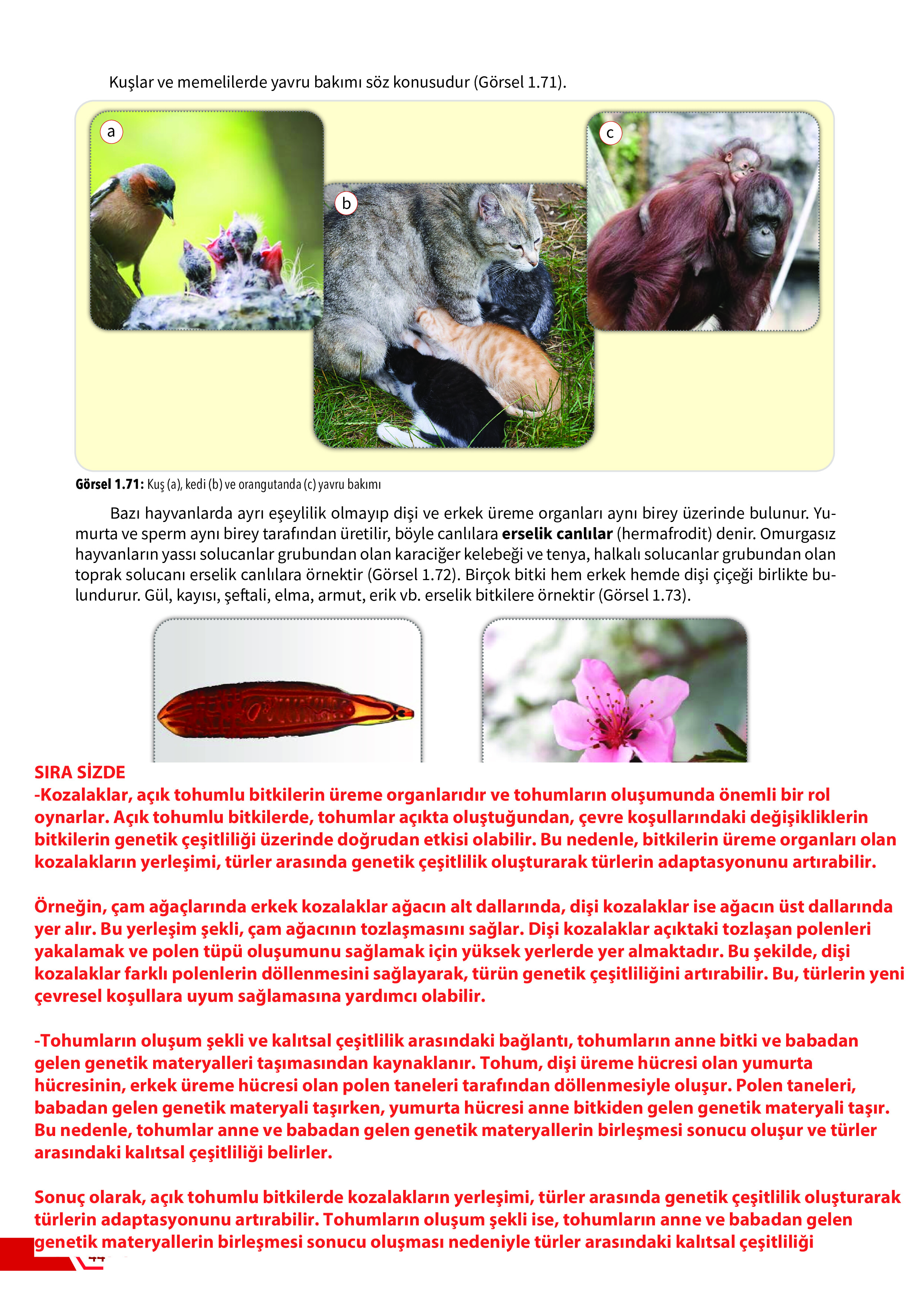 10. Sınıf Meb Yayınları Fen Lisesi Biyoloji Ders Kitabı Sayfa 44 Cevapları 10. Sınıf Meb Yayınları Fen Lisesi Biyoloji Ders Kitabı Sayfa 44 Cevapları