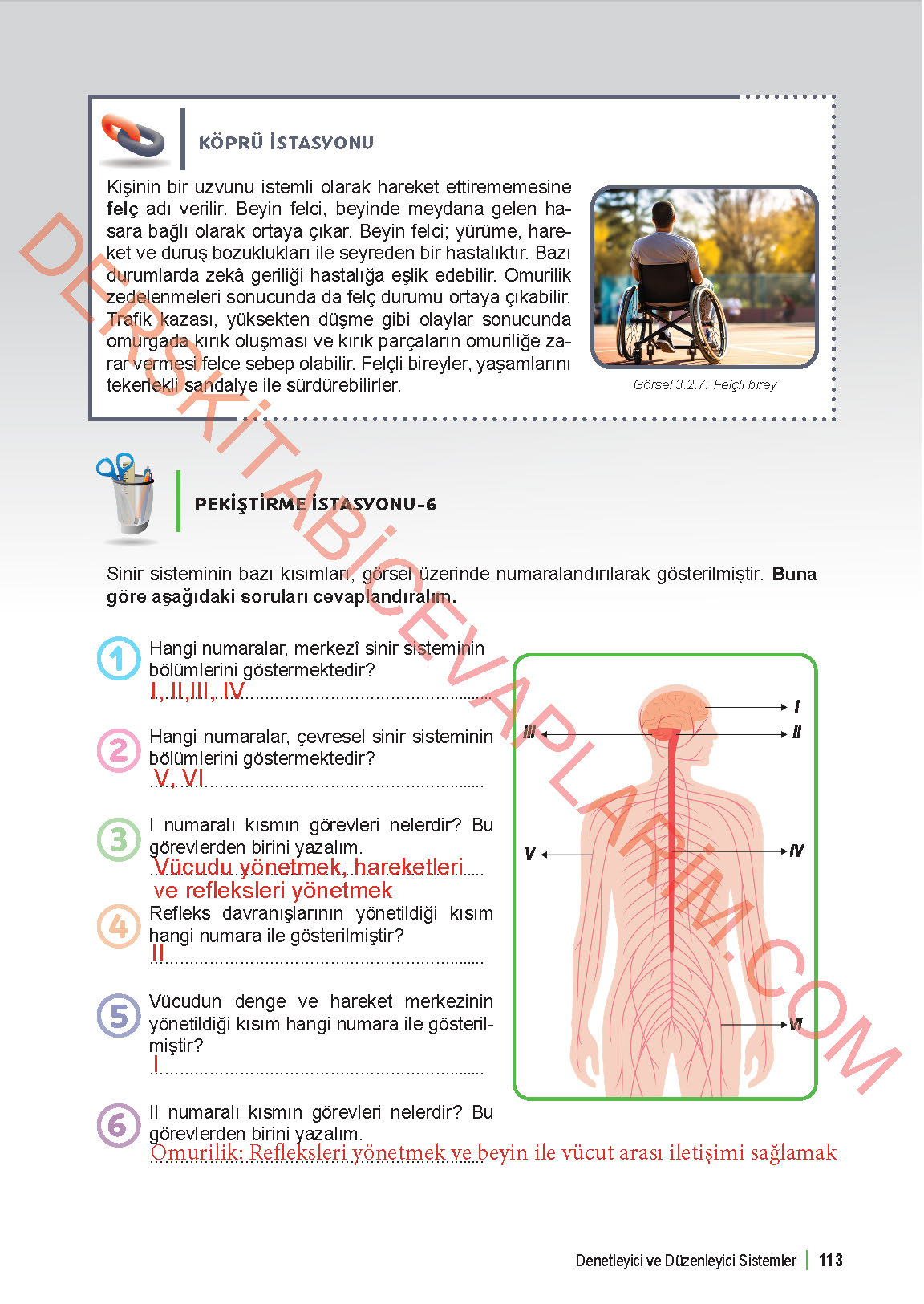 6. Sınıf Fen Bilgisi 1. Kitap Meb Yayınları Ders Kitabı Sayfa 113 Cevapları