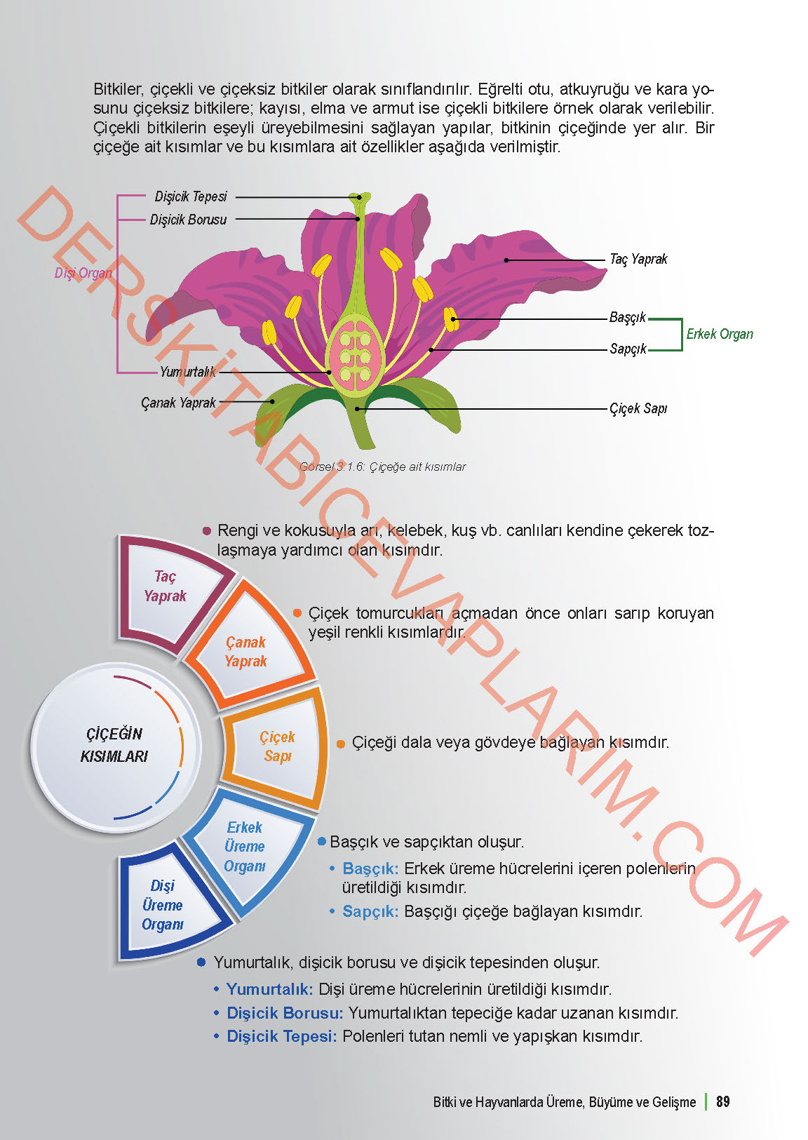 6. Sınıf Fen Bilgisi 1. Kitap Meb Yayınları Ders Kitabı Sayfa 89 Cevapları