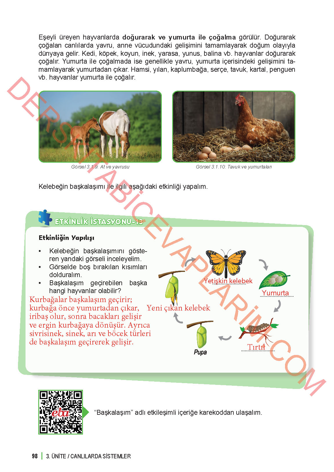 6. Sınıf Fen Bilgisi 1. Kitap Meb Yayınları Ders Kitabı Sayfa 98 Cevapları