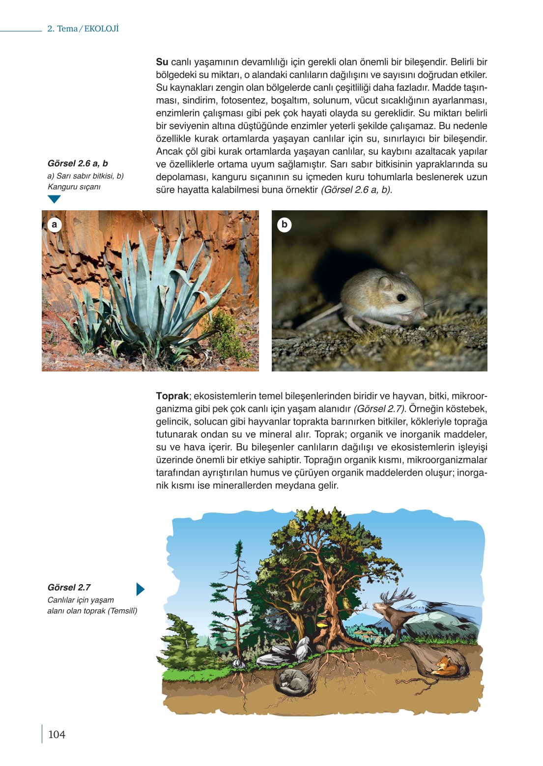 10. Sınıf Meb Yayınları Biyoloji Ders Kitabı Sayfa 104 Cevapları